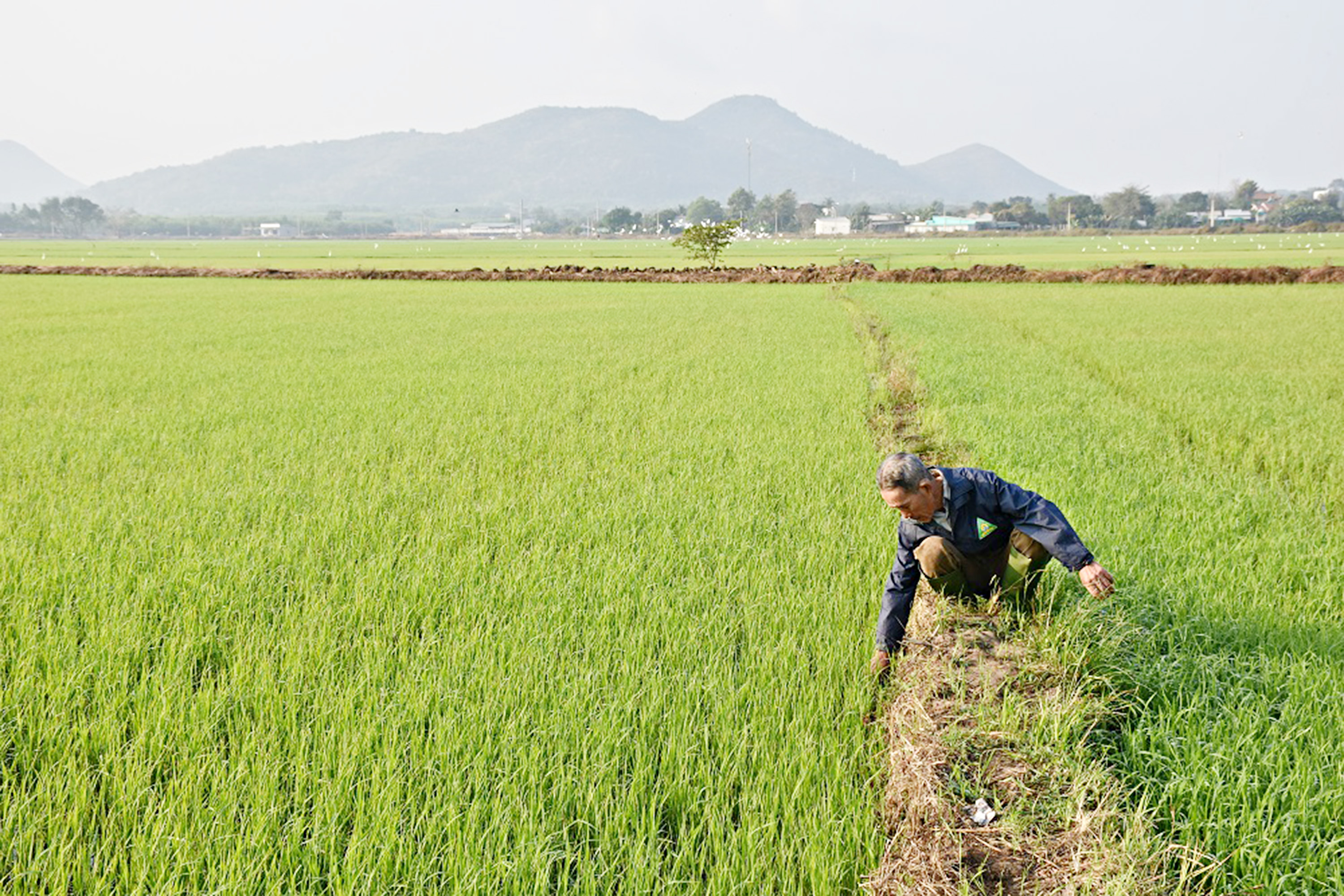 Ông Nguyễn Văn Bính (nông dân xã An Nhứt, huyện Long Điền) ra đồng nhổ cỏ, đắp bờ trong ngày đầu năm mới.