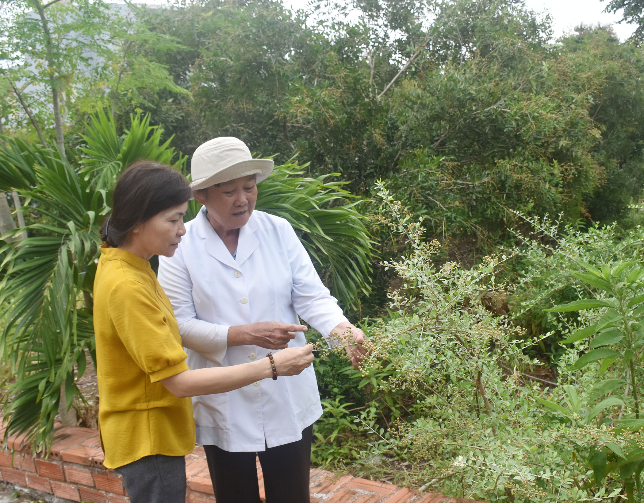 Trong khuôn viên chùa có phòng khám Hưng Thắng Tự chuyên bốc thuốc, chữa trị bệnh miễn phí cho người dân. Trong ảnh: Lương y Lê Thanh Tốt (bên phải) giới thiệu về cây thuốc từ bi.