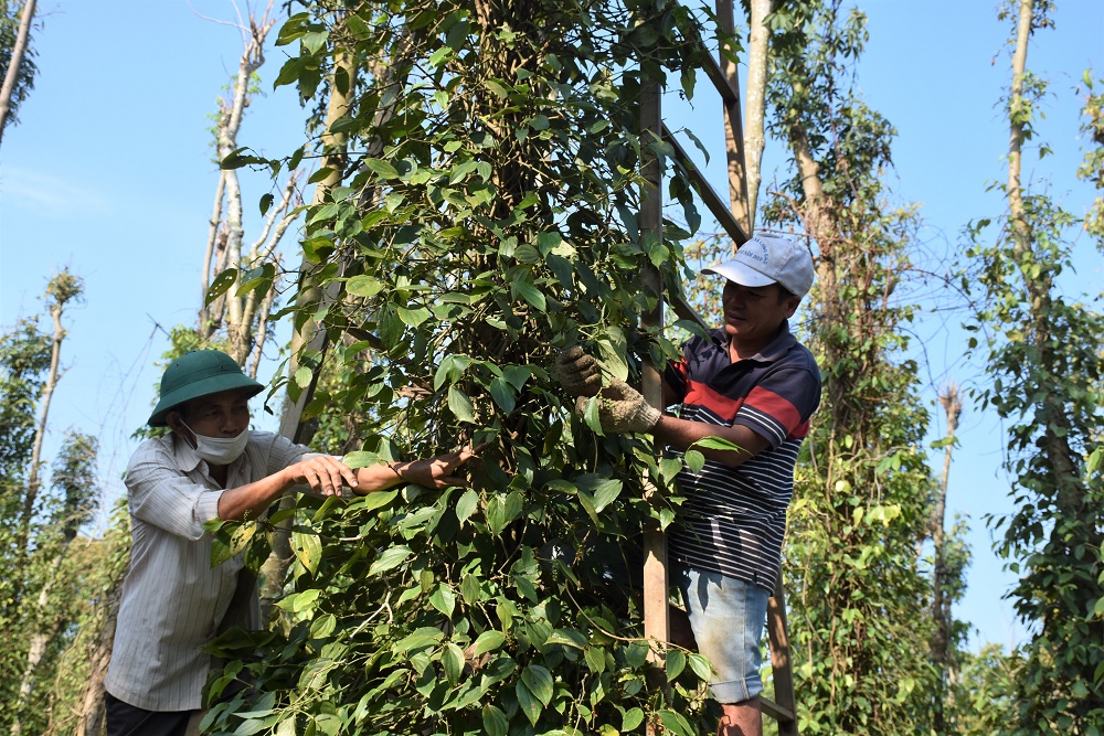 Sản lượng, giá thành thấp, trong khi chi phí đầu tư cao khiến người trồng tiêu gặp không ít khó khăn.  Trong ảnh: Thu hoạch tiêu tại hộ ông Phạm Văn Phương (ấp Hiệp Thành, xã Quảng Thành, huyện Châu Đức).