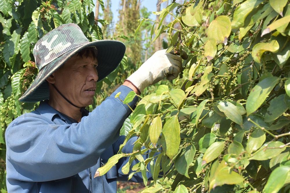 Không thuê được nhân công, gia đình ông Võ Công Tường (ấp Lộc Hòa, xã Bình Giã, huyện Châu Đức) đang chạy đua với thời gian để kịp mùa vụ.