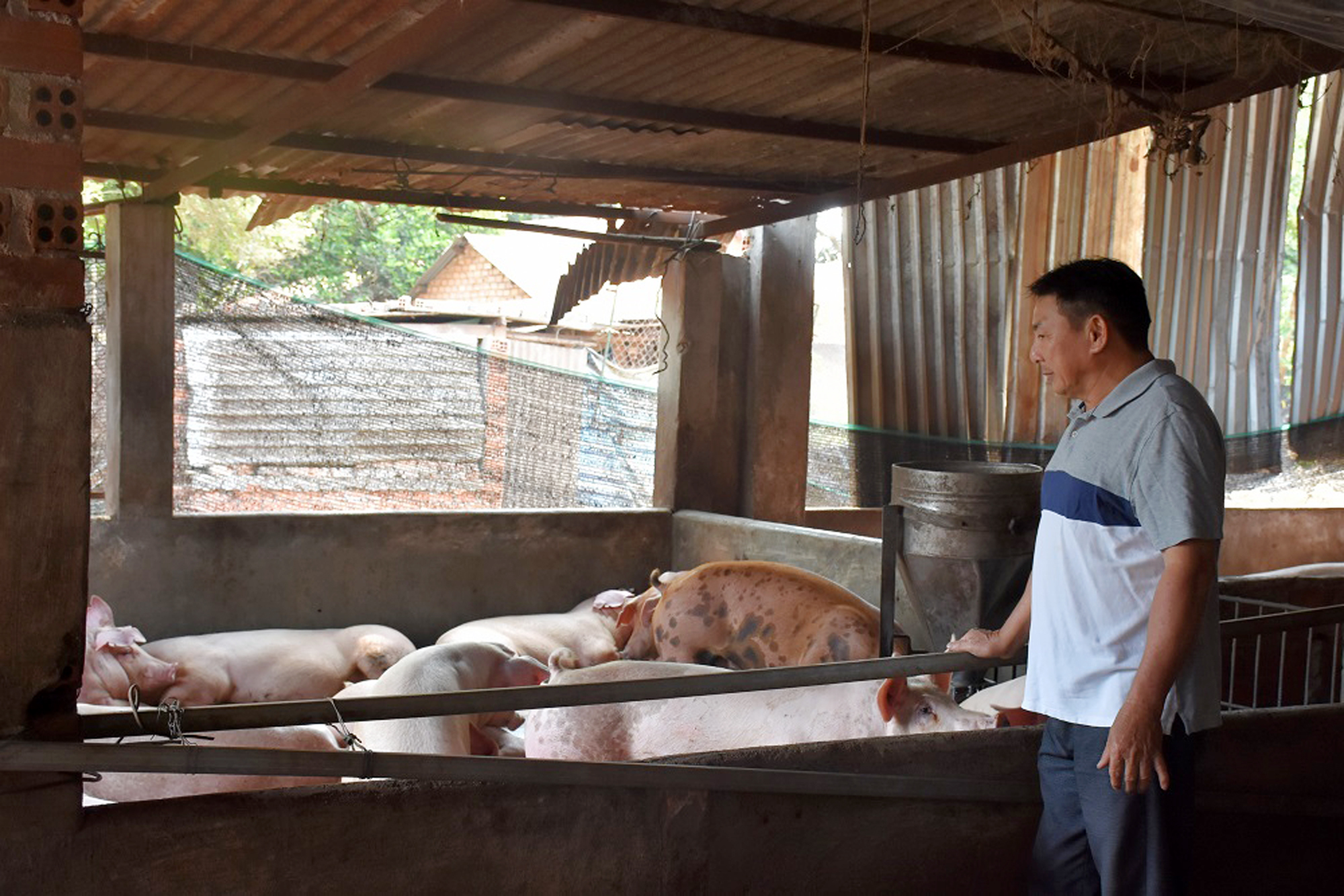 Đàn heo của gia đình ông Đoàn Thanh Thủy (xã Bình Giã, huyện Châu Đức)  phát triển tốt.