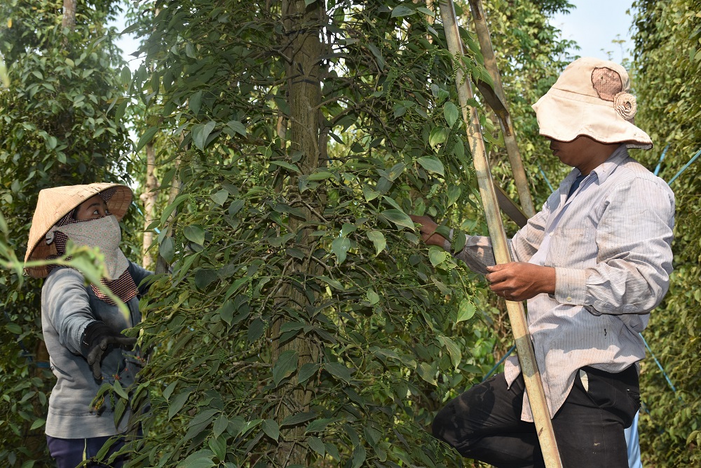 Không có đủ lao động ảnh hưởng trực tiếp tới sản lượng và thời gian thu hoạch hồ tiêu. Trong ảnh: Thu hoạch hồ tiêu tại vườn của gia đình ông Phạm Văn Phương (ấp Hiệp Thành, xã Quảng Thành, huyện Châu Đức).