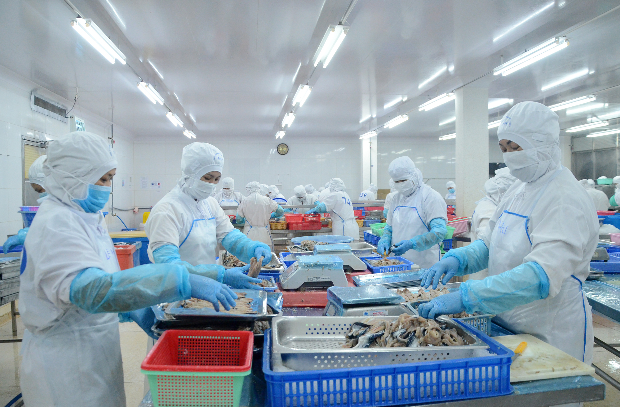 Chế biến thủy sản xuất khẩu tại Công ty TNHH BASEAFOOD 1, TP. Bà Rịa.