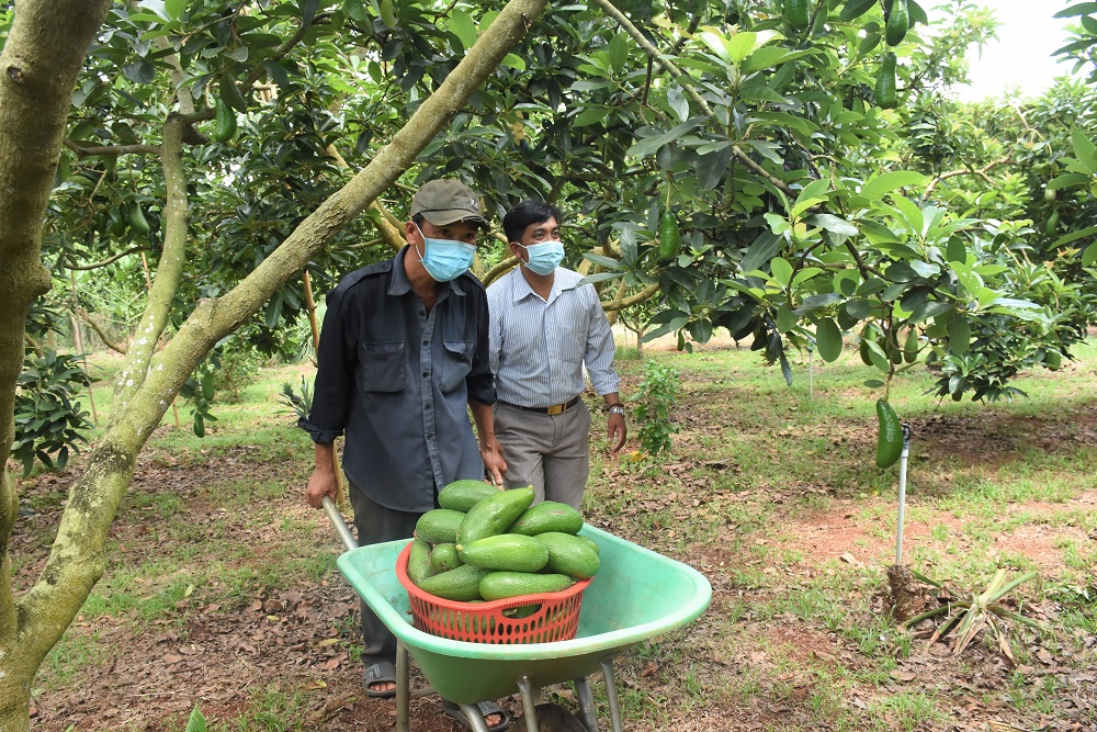 Do ảnh hưởng của thời tiết, các loại trái cây hè trên địa bàn tỉnh năm nay năng suất giảm mạnh. Trong ảnh: Gia đình ông Nguyễn Trung Hậu, xã Long Tân huyện Đất Đỏ thu hoạch bơ.