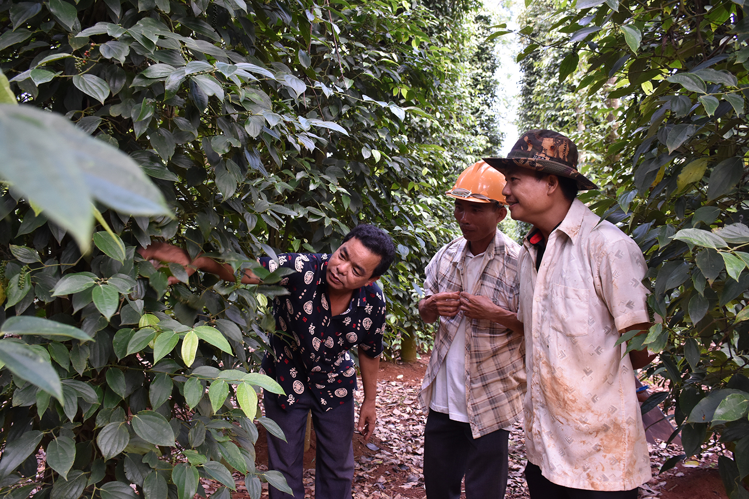 Dự án trồng tiêu theo công nghệ GlobalGAP là một trong những dự án KH-CN thuộc lĩnh vực nông nghiệp được triển khai thành công tại BR-VT. Trong ảnh: Người dân xã Quảng Thành (huyện Châu Đức) kiểm tra cây hồ tiêu được trồng theo chuẩn GlobalGAP.