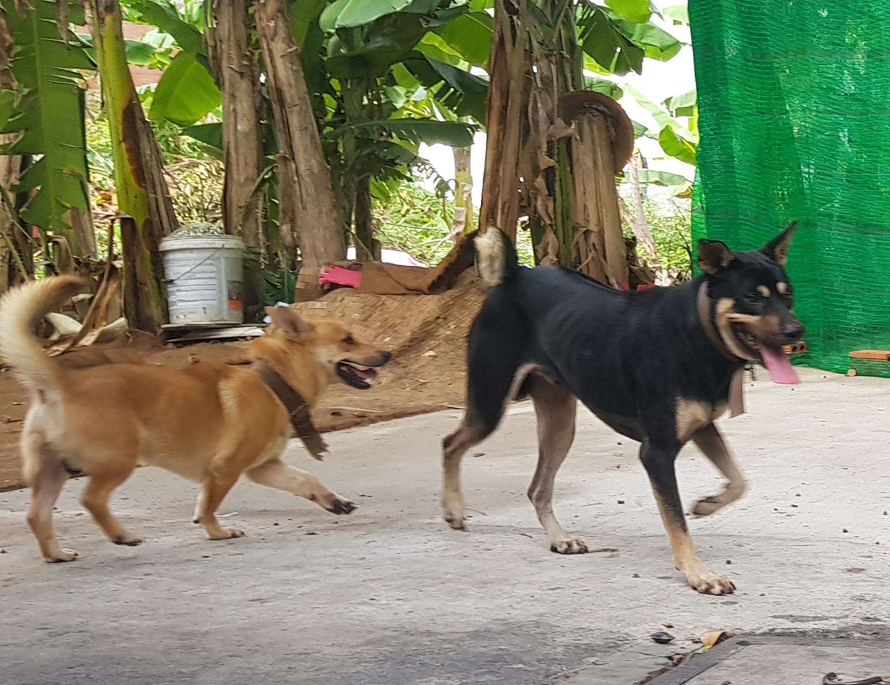 Nghị định 04/2020 (có hiệu lực từ ngày 18/2/2020) quy định đối với một trong các hành vi không đeo rọ mõm cho chó hoặc không xích giữ chó, không có người dắt khi đưa chó ra nơi công cộng bị xử phạt từ 1 triệu đến 2 triệu đồng. Trong ảnh: Chó thả rông trong khu dân cư nhưng không rọ mõm.