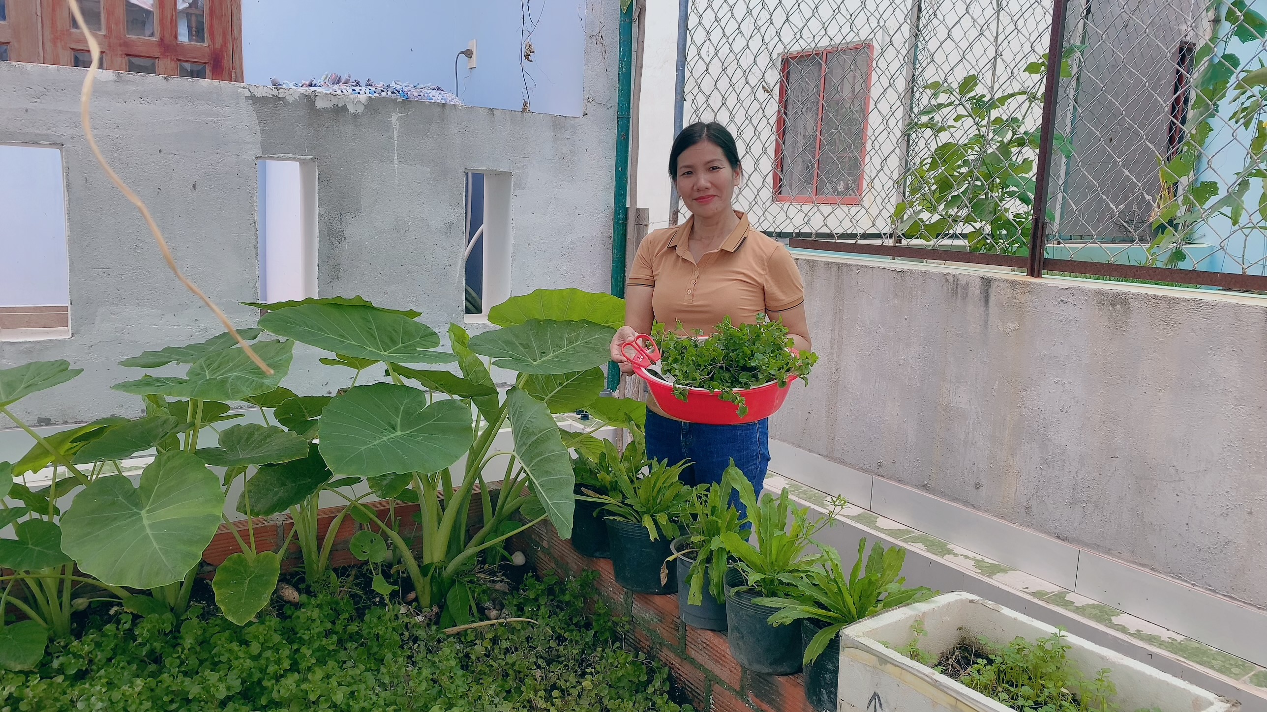 Chị Nguyễn Thị Thắm thu hoạch rau để chuẩn bị cho bữa cơm tối.