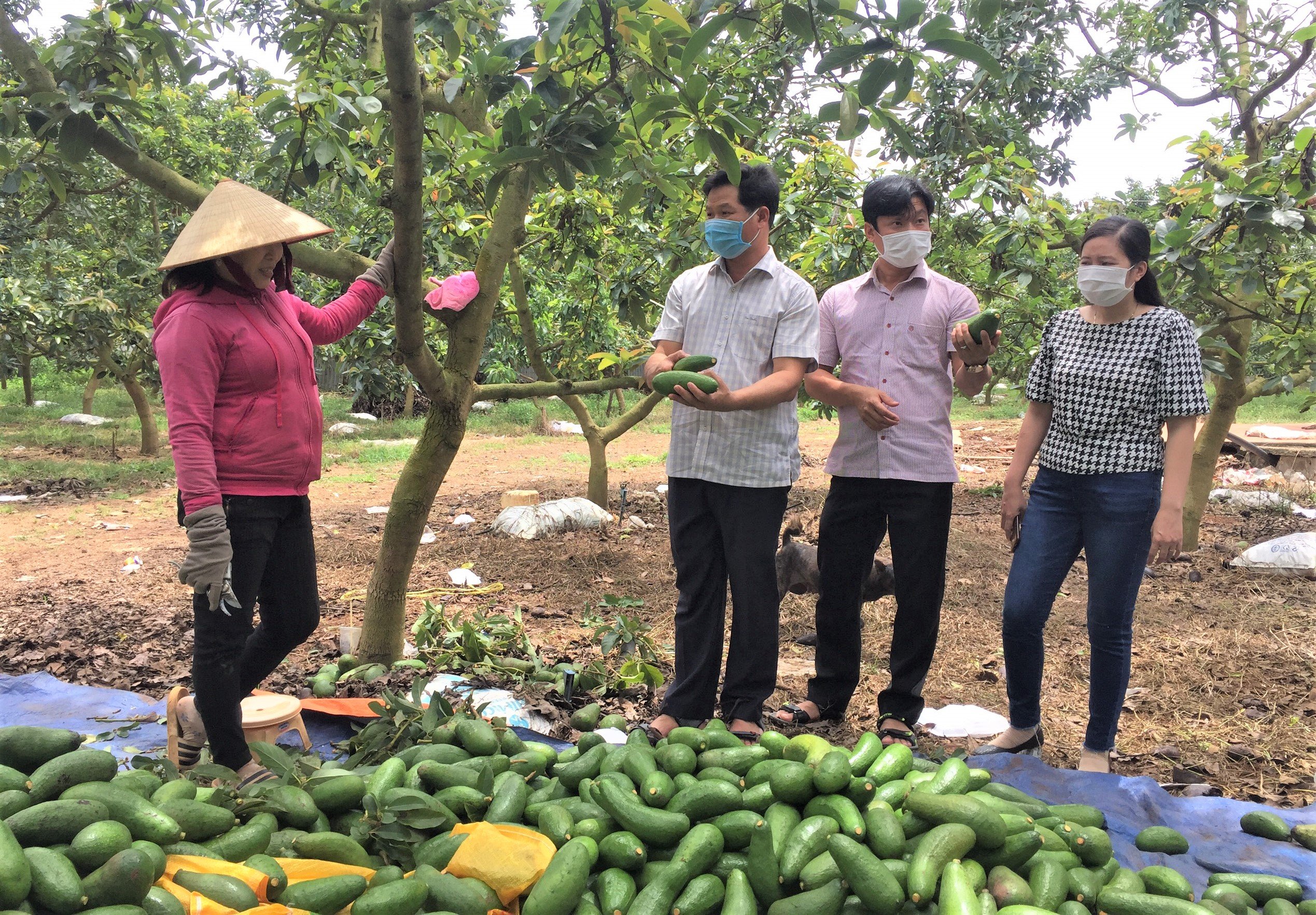Ông Lê Thanh Liêm, Phó Chủ tịch UBND huyện Châu Đức đi khảo sát vườn bơ ở xã Xà Bang, huyện Châu Đức