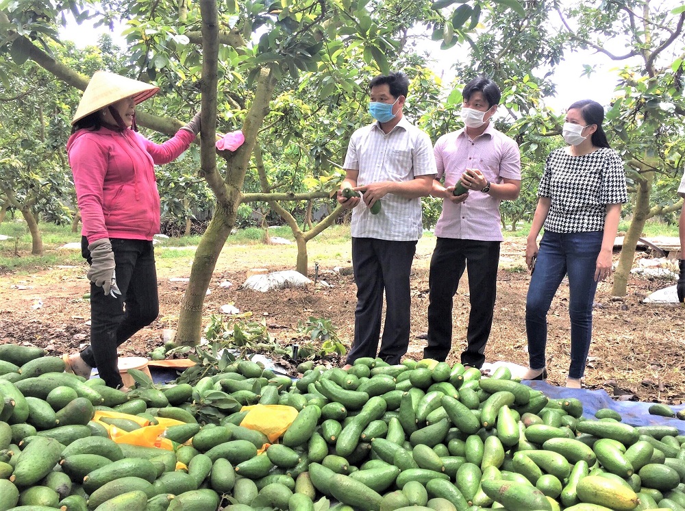 Sáng 12/6, ông Lê Thanh Liêm, (thứ 2 từ trái qua) Phó Chủ tịch UBND huyện Châu Đức cùng các ngành, đoàn thể đã có chuyến khảo sát thực tế về tình hình tiêu thụ bơ trên địa bàn huyện