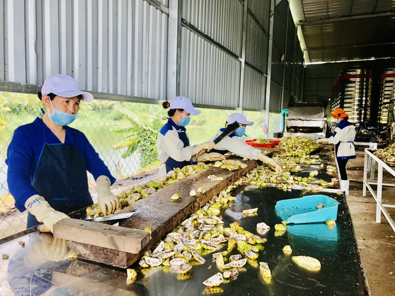 Cơ sở sản xuất nông nghiệp dược liệu Phong Thảo chế biến nhàu để xuất khẩu với các ứng dụng công nghệ cao, truy xuất nguồn gốc. 