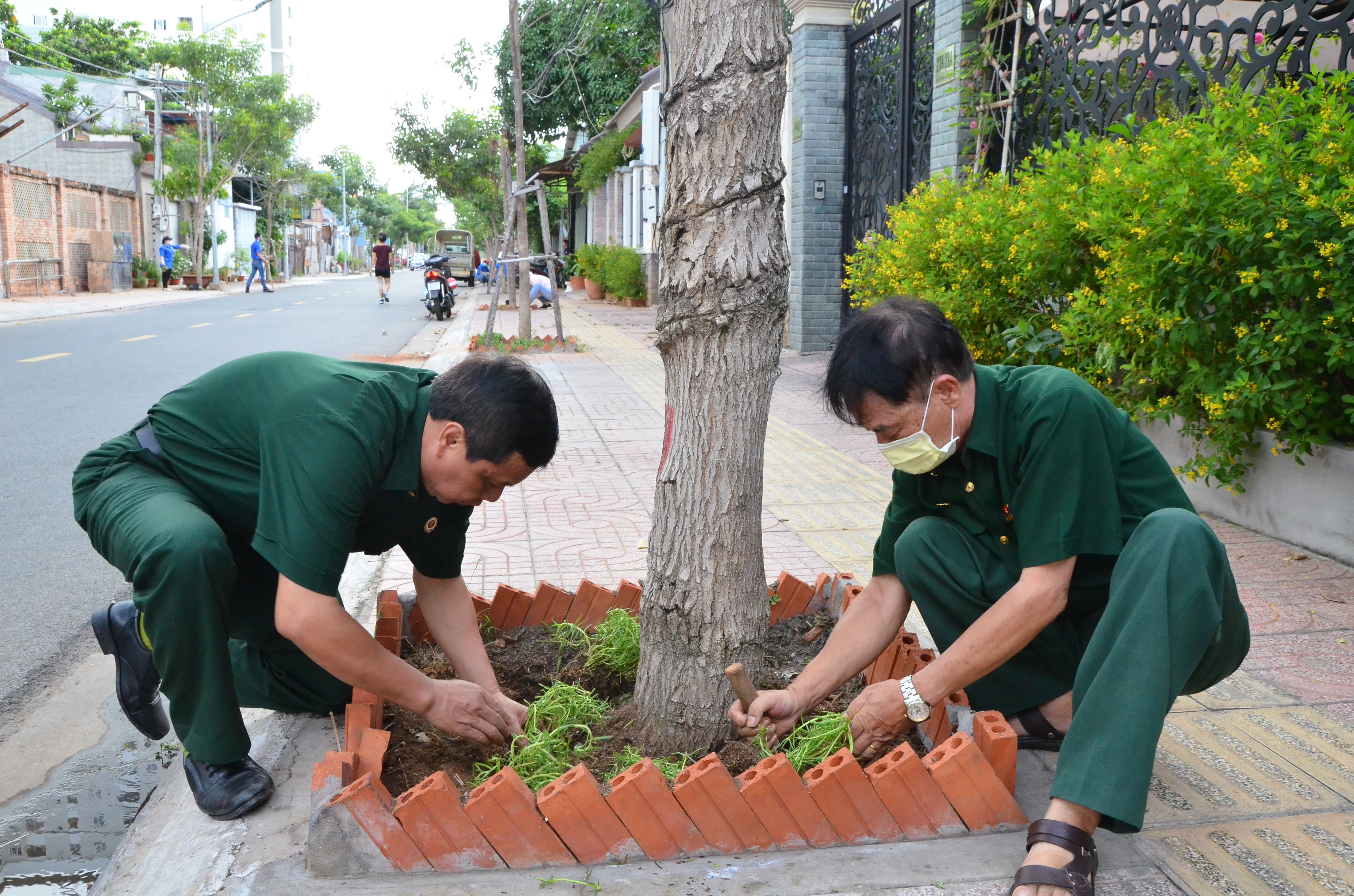 Hội viên Hội CCB phường tham gia trồng hoa mười giờ làm đẹp tuyến đường hoa.