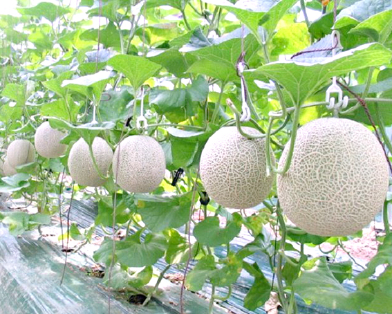 Trang trại dưa lưới ứng dụng công nghệ cao tăng năng suất tại Bà Rịa - Vũng Tàu.