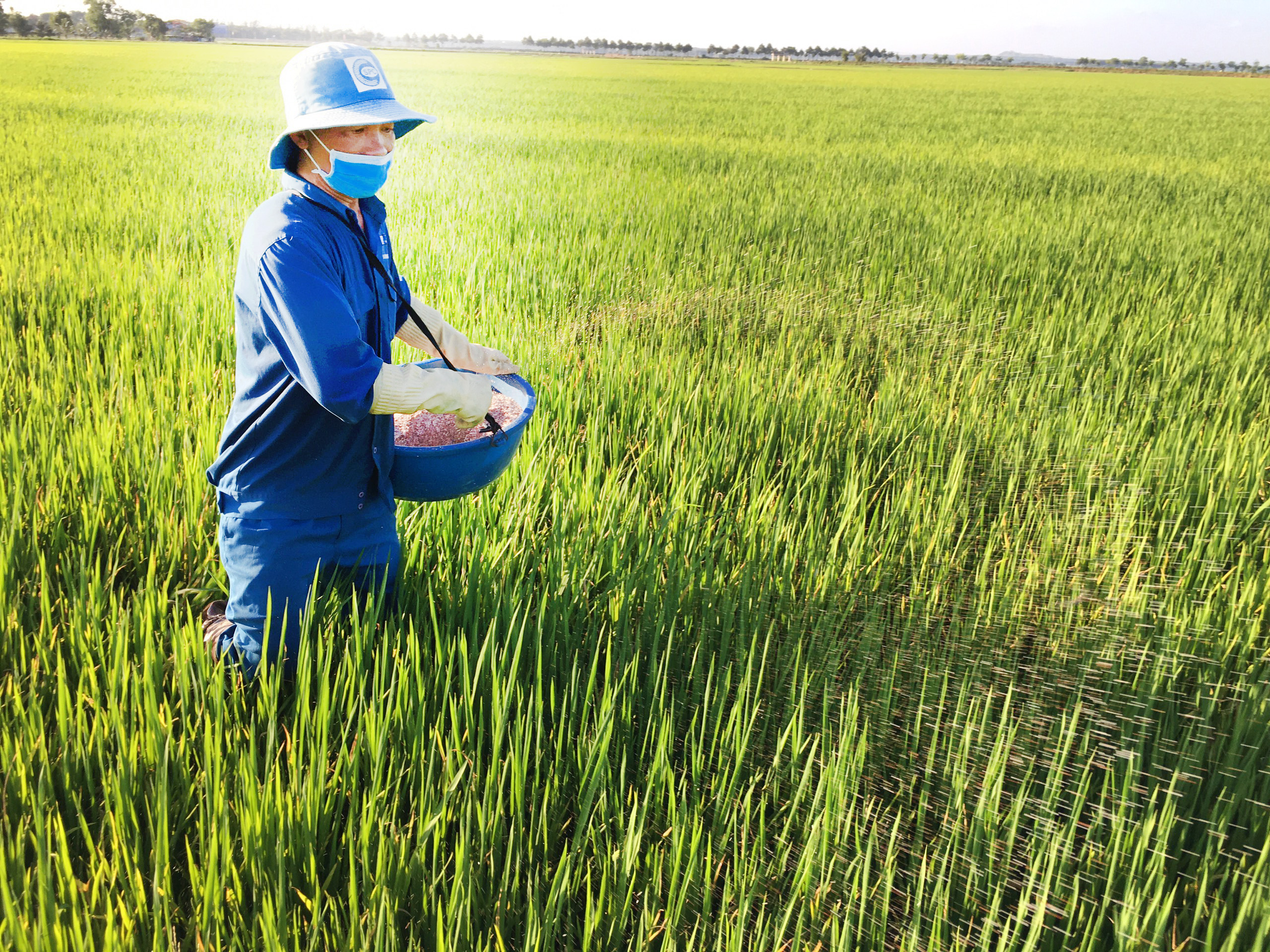 Giá phân bón tăng cao khiến nông dân gặp nhiều khó khăn trong sản xuất nông nghiệp.  Trong ảnh: Ông La Thanh Sang, xã Tam Phước, huyện Long Điền bón phân Kali kết hợp Urê cho cây lúa.