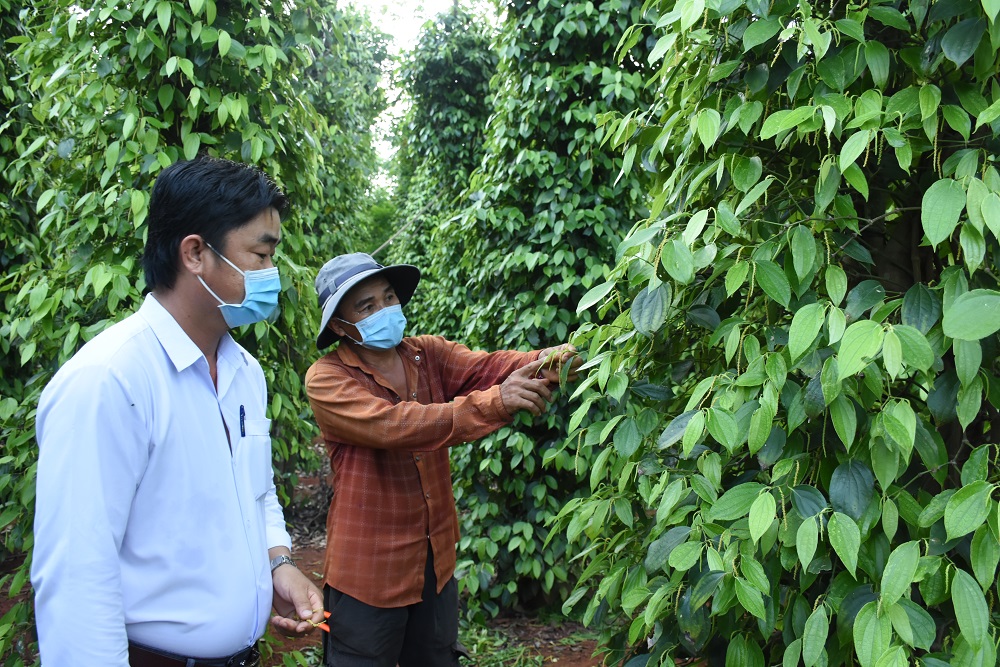 Vườn tiêu của gia đình ông Võ Văn Minh (ấp Phú Sơn, xã Hòa Hiệp, huyện Xuyên Mộc) bị rụng hoa với tỷ lệ khoảng 80%.