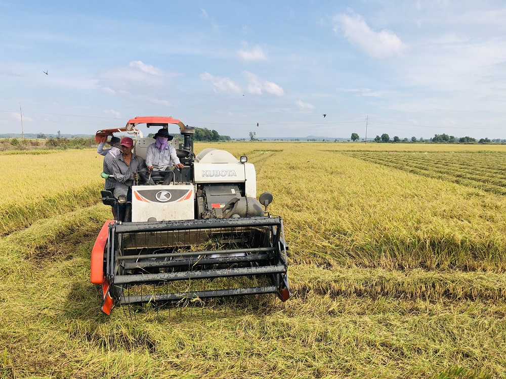 Chính sách khuyến khích phát triển hợp tác, liên kết sản xuất và tiêu thụ sản phẩm đã tạo điều kiện cho các tổ chức, doanh nghiệp đầu tư vào nông nghiệp. Trong ảnh: Thu hoạch lúa tại xã An Nhứt, huyện Long Điền.