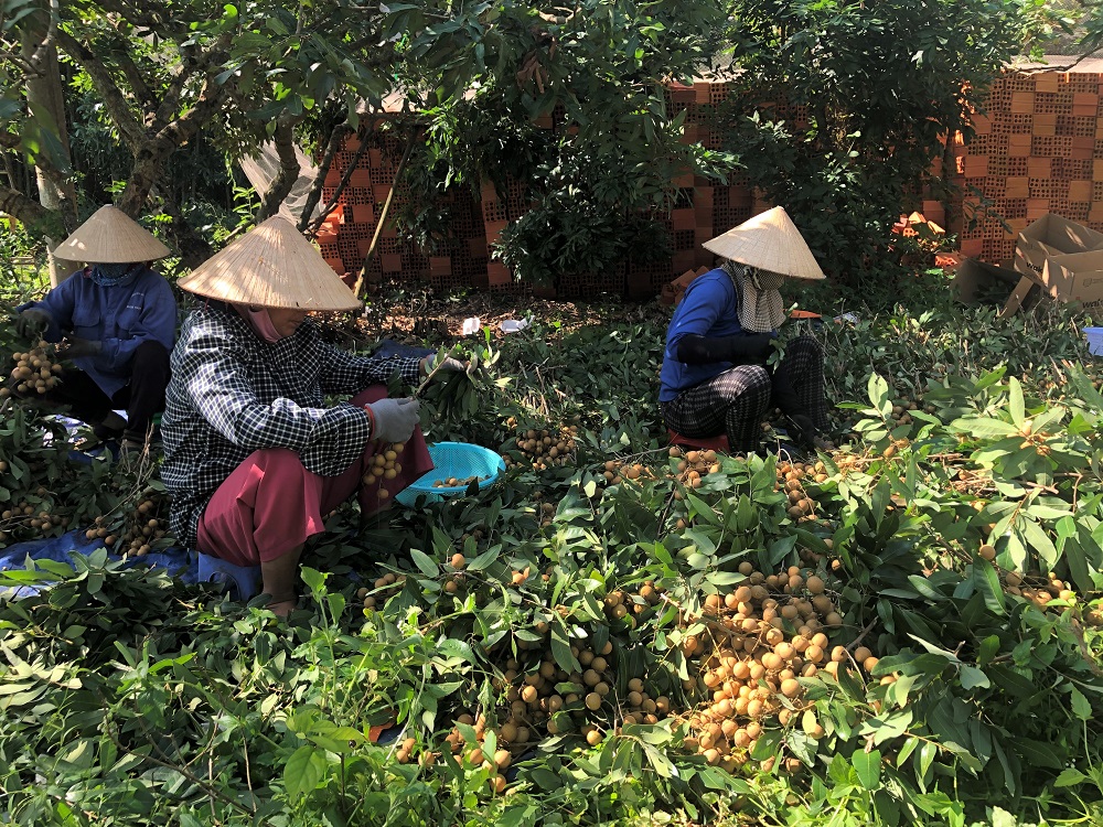 Hàng trăm tấn nhãn trên địa bàn huyện Xuyên Mộc đang bước vào vụ thu hoạch, nhưng việc tiêu thụ gặp khó khăn do ảnh hưởng dịch COVID-19. Trong ảnh: Thu hoạch nhãn tại xã Hòa Hiệp (huyện Xuyên Mộc).