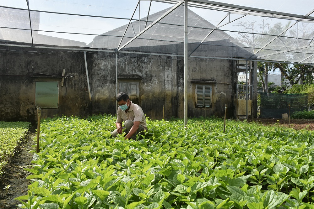Việc đóng cửa một số chợ truyền thống do ảnh hưởng dịch COVID-19 khiến các vùng trồng rau giảm sản lượng tiêu thụ. Trong ảnh: Vườn rau của gia đình ông Nguyễn Văn Bình (xã Phước Hưng, huyện Long Điền).