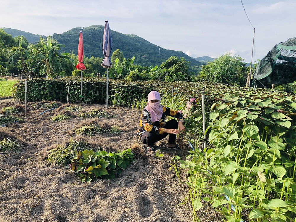 Hàng loạt luống rau thơm của gia đình bà Phạm Thị Vân, KP. Hải Dinh, phường Kim Dinh buộc phải phá bỏ do không tiêu thụ được.