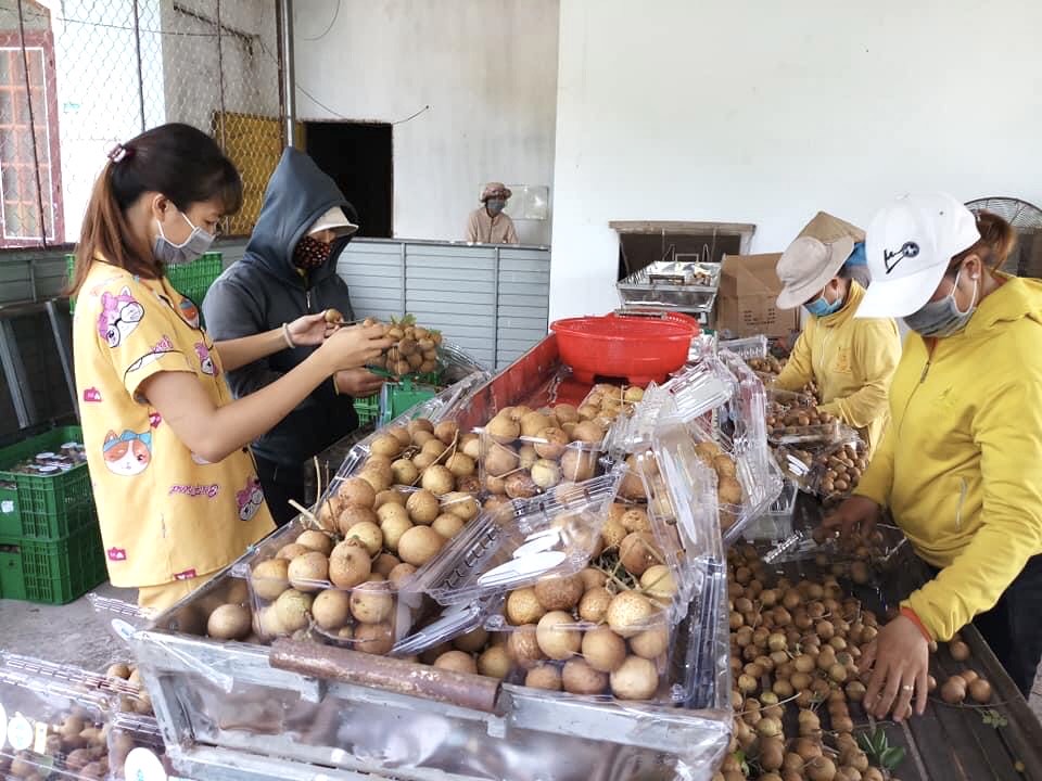 Dịch bệnh khiến hàng ngàn tấn nhãn trên địa bàn huyện Xuyên mộc, huyện Đất Đỏ bị tồn đọng. Trong ảnh: Thu hoạch nhãn tại huyện Xuyên Mộc.