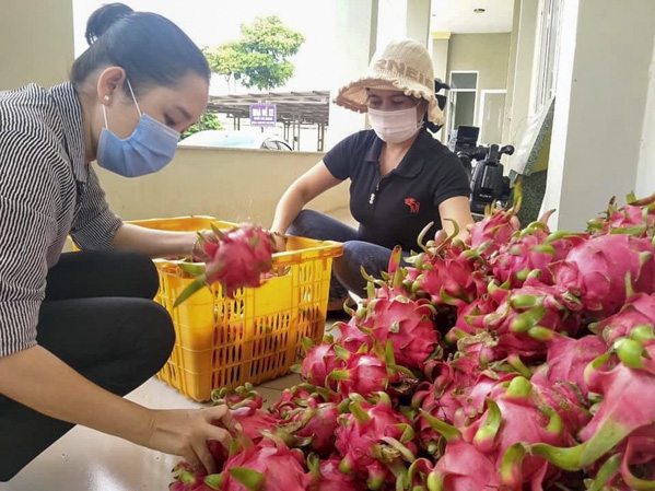 Nhiều loại trái cây trên địa bàn tỉnh như nhãn, thanh long...cũng đang ứ đọng do không tiêu thụ được. Trong ảnh: Phân loại thanh long tại huyện Xuyên Mộc