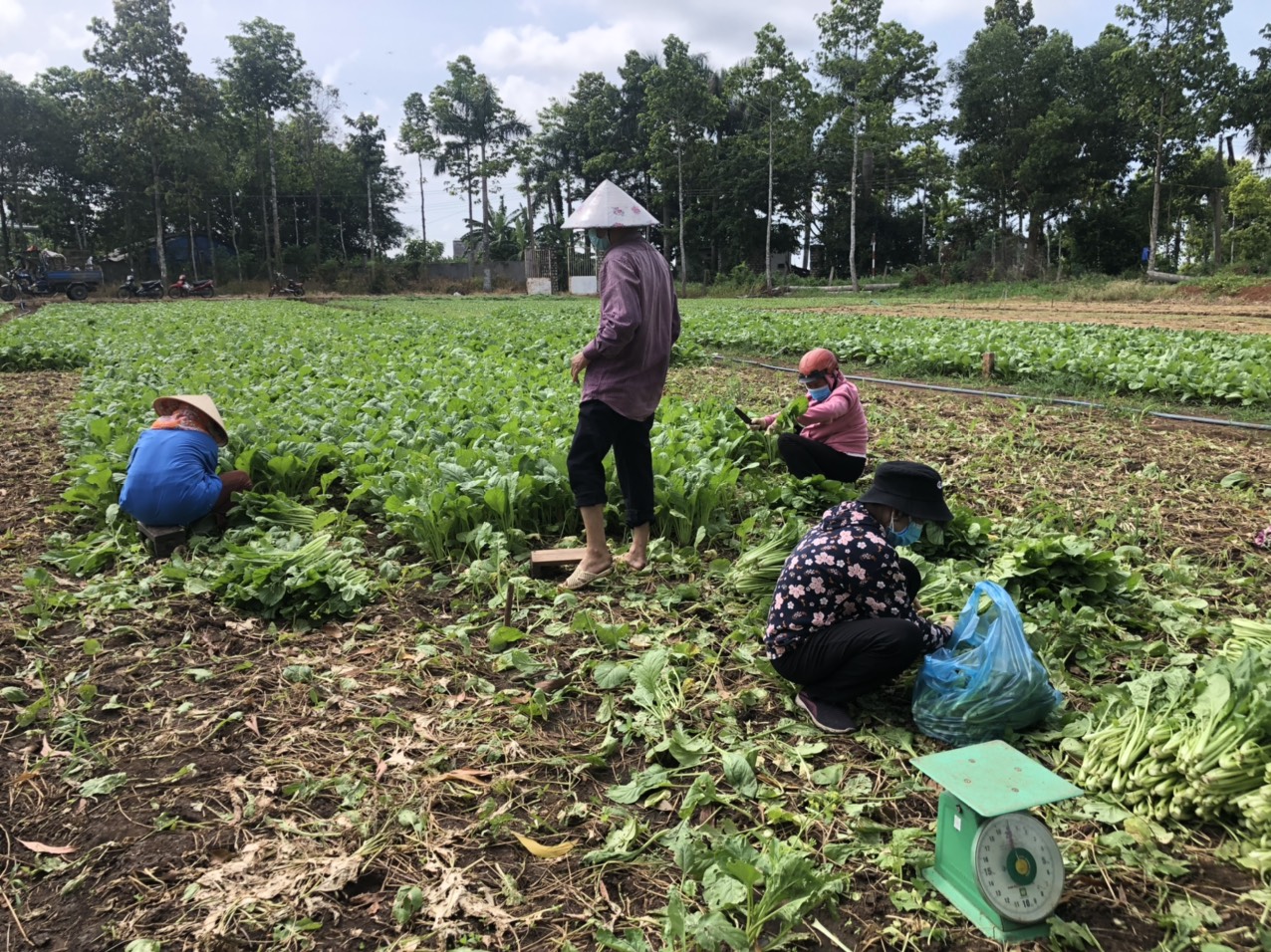 Hiện xã Châu Pha (TX. Phú Mỹ) có 23 hộ trồng rau xanh các loại đang bước vào vụ thu hoạch, song việc tiêu thụ gặp nhiều khó khăn. Trong ảnh: Thu hoạch rau tại hộ ông Nguyễn Ngọc Thanh (thôn Bàu Phượng, xã Châu Pha).