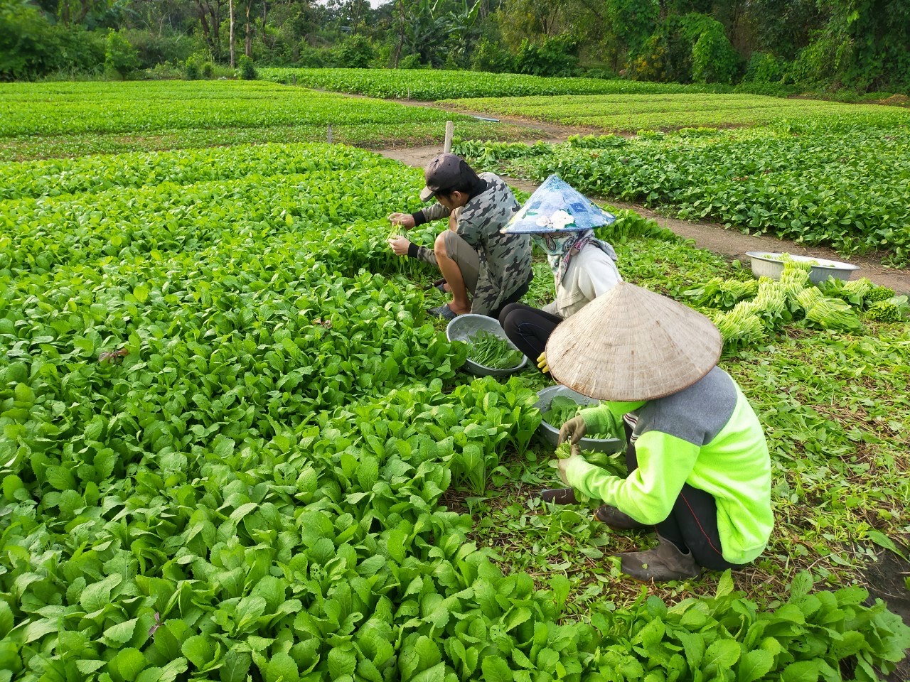 Do ảnh hưởng của dịch COVID-19 tình hình tiêu thụ nông sản trên địa bàn tỉnh hiện gặp khá nhiều khó khăn. Trong ảnh: Thu hoạch rau tại xã Tân Hải TX. Phú Mỹ.