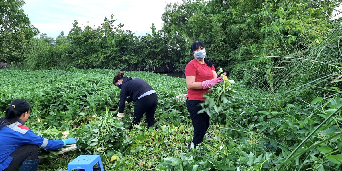 Hội LHPN xã Tân Hải hỗ trợ bà con nông dân thu hoạch rau