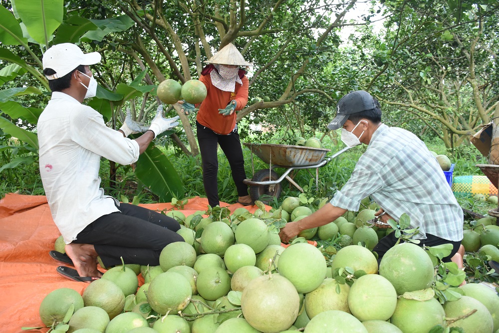 Việc đưa nông sản lên sàn thương mại điện tử giúp nông dân tiêu thụ sản phẩm trong bối cảnh giãn cách xã hội.  Trong ảnh: Thu hoạch bưởi tại HTX bưởi da xanh Sông Xoài, TX. Phú Mỹ.