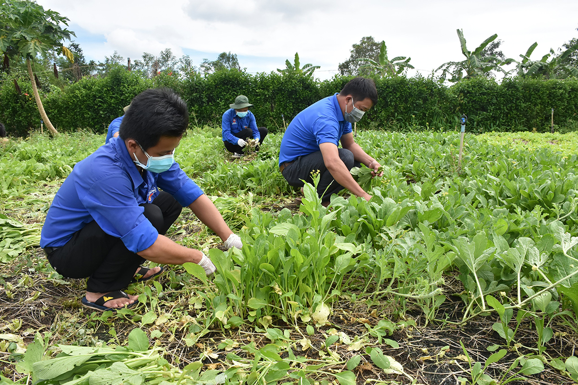 Xuan son 1: ĐVTN xã Xuân Sơn (huyện Châu Đức) hỗ trợ thu hoạch rau, vận chuyển trao tận nhà cho bà con tại địa phương.