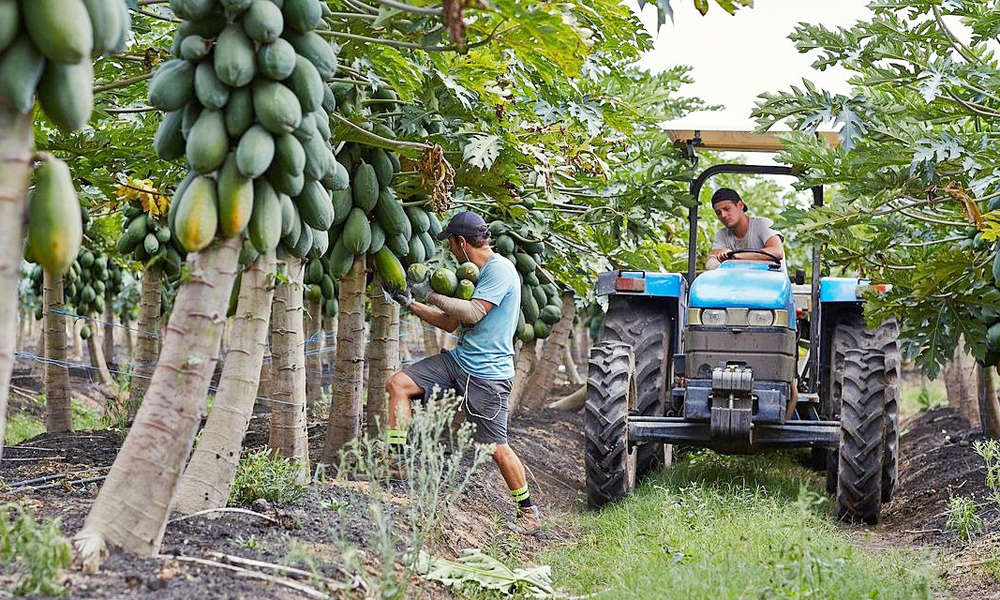 Australia thu hút lao động nước ngoài cho công việc thu hoạch nông sản.