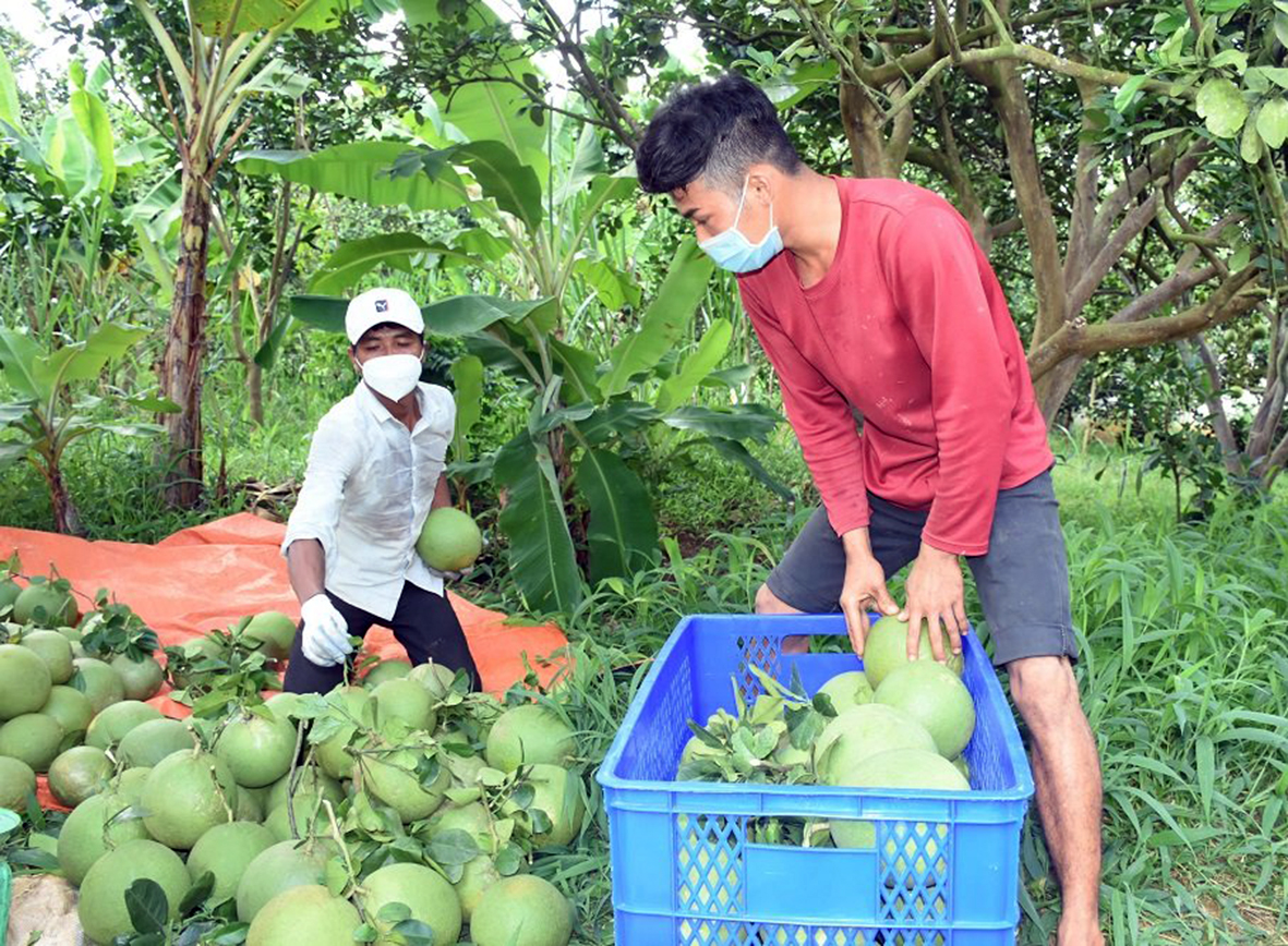 Ngành nông nghiệp BR-VT gặp nhiều khó khăn do ảnh hưởng của dịch bệnh COVID-19. Trong ảnh: Thu hoạch bưởi tại xã Sông Xoài, TX. Phú Mỹ.