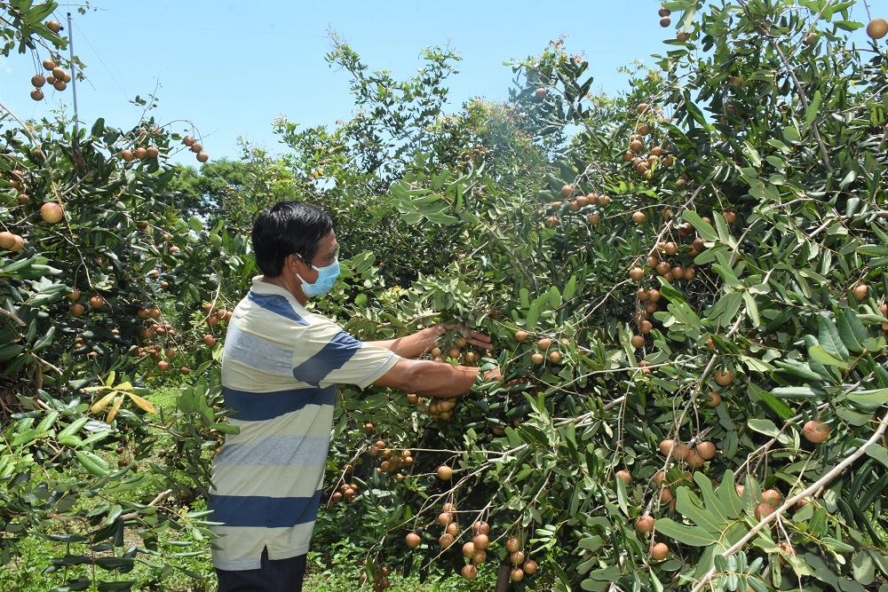 Việc lưu thông, tiêu thụ nông sản tại các địa phương thực hiện giãn cách theo Chỉ thị 15 đã có nhiều tin hiệu tích cực. Trong ảnh: ông An Đình Doãn, ấp Phú Xuân, xã Hòa Hiệp, huyện Xuyên Mộc đang thu hoạch nhãn.