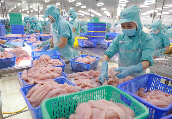Chế biến cá tra phi lê xuất khẩu tại nhà máy của Công ty CP Đầu tư phát triển đa quốc gia (Tập đoàn Sao Mai) tại khu công nghiệp Vàm Cống, huyện huyện Lấp Vò, tỉnh Đồng Tháp. Ảnh: TTXVN