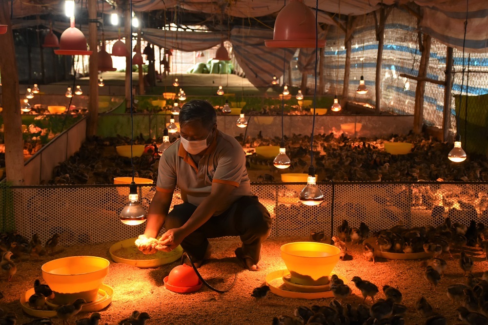 Thời điểm hiện tại, các hộ chăn nuôi trên địa bàn tỉnh đang tái đàn phục vụ thị trường Tết Nguyên đán 2022. Trong ảnh: Ông Nguyễn Văn Tam, xã Bình Ba, huyện Châu Đức chăm sóc đàn gà phục vụ Tết.