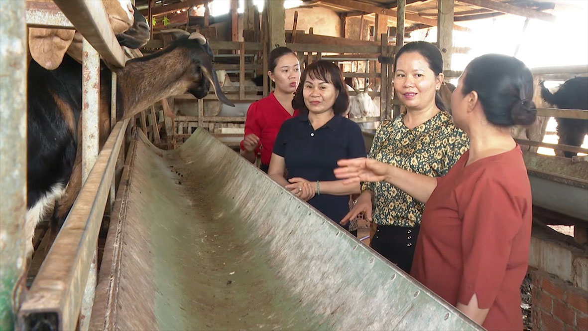 Mô hình nuôi dê được các cấp Hội Phụ nữ trong huyện tích cực triển khai mang lại hiệu quả kinh tế khá cao cho các hội viên.