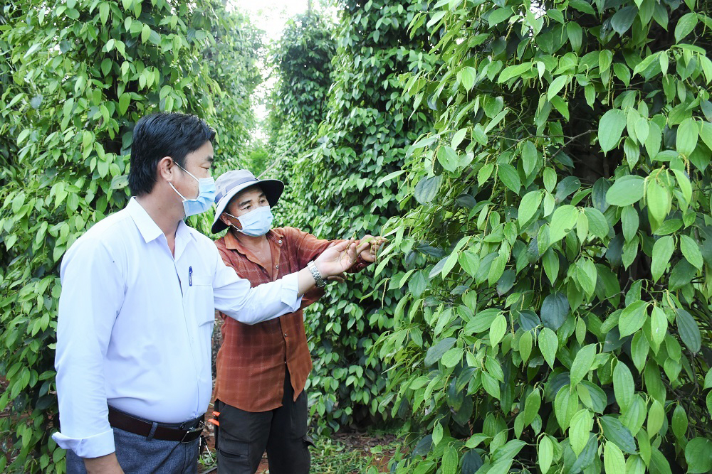 Giá tiêu tăng trở lại là tín hiệu tích cực để người nông dân khôi phục sản xuất.  Trong ảnh: Vườn tiêu của ông Võ Văn Minh xã Hòa Hiệp, huyện Xuyên Mộc.