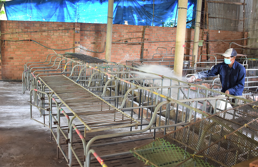 Khu vực chuồng trại nơi phát hiện heo mắc bệnh dịch tả heo châu Phi được gia đình bà Nguyễn Thị Kim Linh (thôn Thành Long, xã Kim Long) rắc vôi bột khử trùng và thường xuyên dọn dẹp vệ sinh.