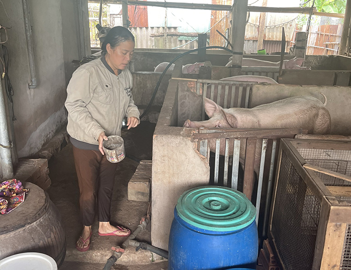 Hộ nuôi heo Ngô Thị Thảo ở Phước Bửu, Xuyên Mộc.