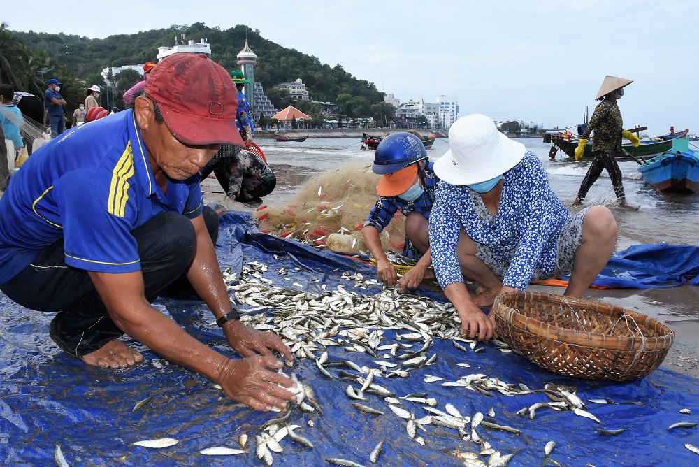 Ngư dân Nguyễn Toàn (TP. Vũng Tàu) thu hoạch cá trích sau chuyến ra khơi.