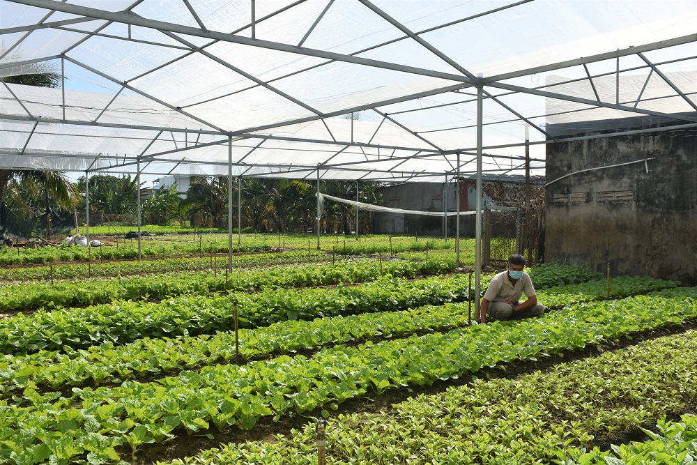 Sau thời gian chịu tác động của dịch COVID-19, các HTX trên địa bàn tỉnh đang nỗ lực phục hồi sản xuất, thích ứng tình hình mới. Trong ảnh: Mô hình trồng rau an toàn của ông Nguyễn Văn Bình, Giám đốc HTX rau an toàn Thắng Lợi (huyện Long Điền).