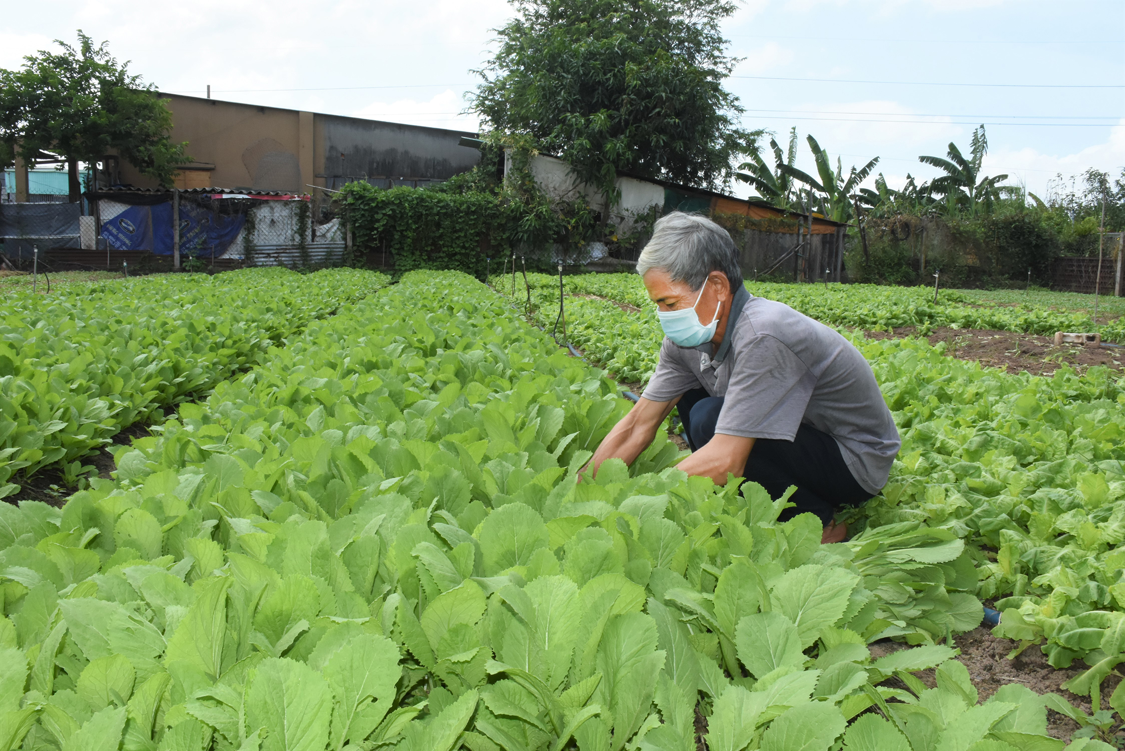 Chi phí sản xuất tăng, trong khi giá bán luôn ở mức thấp khiến nhiều hộ trồng rau không còn mặn mà.  Trong ảnh: Ông Nguyễn Văn Cường, phường Long Hương, TP. Bà Rịa thu hoạch rau của gia đình.