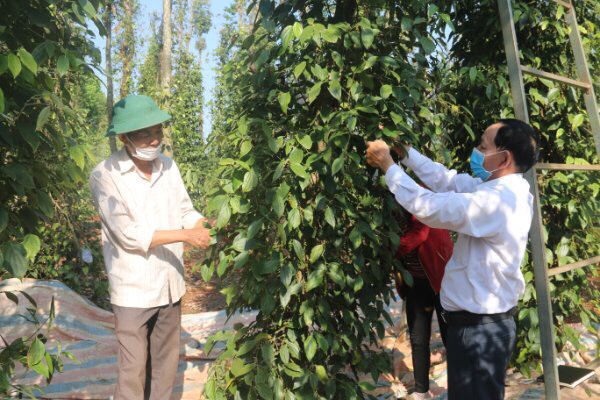 Nhiều mô hình kinh tế hiệu quả được xã Kim Long triển khai nhằm nâng cao thu nhập cho người dân. Trong ảnh: Thu hoạch tiêu tại xã Kim Long, huyện Châu Đức.