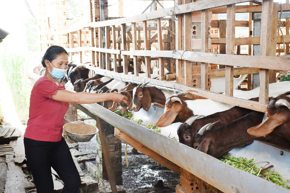 Từ nguồn vốn quỹ hỗ trợ nông dân, nhiều hội viên đã có điều kiện phát triển kinh tế, vươn lên làm giàu chính đáng. Trong ảnh: Mô hình chăn nuôi dê của bà Nguyễn Thị Nga, xã Xuyên Mộc, huyện Xuyên Mộc.