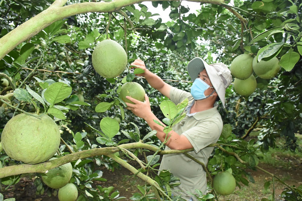 Trước diễn biến phức tạp của dịch COVID-19, vùng trồng bưởi da xanh Sông Xoài, TX. Phú Mỹ lo lắng cho đầu ra sản phẩm. Trong ảnh: Ông Nguyễn Minh Tuấn, ở xã Sông Xoài, TX. Phú Mỹ chăm sóc vườn bưởi Tết.