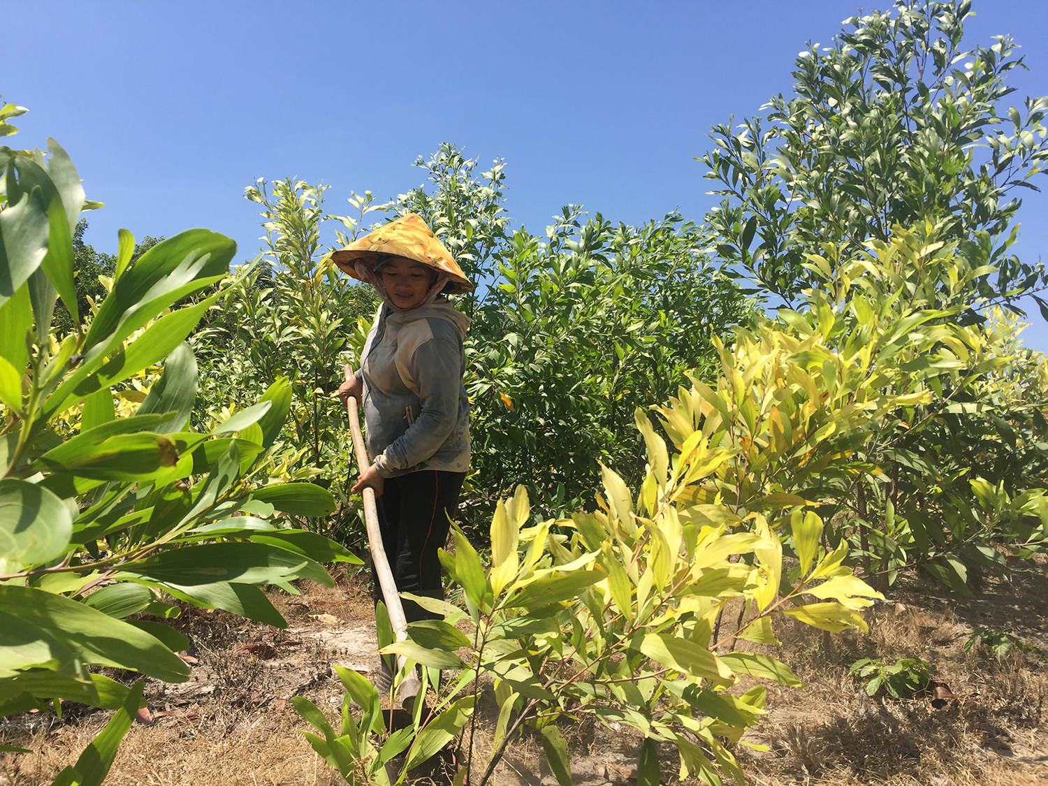 Sở TN-MT đang tiến hành rà soát, cắm mốc, xác định ranh giới đất có nguồn gốc lâm trường, quốc doanh và có kế hoạch sử dụng đất hợp lý, khai thác hiệu quả quỹ đất này. Trong ảnh: Người dân trồng tràm trên đất thuộc quản lý của Khu Bảo tồn thiên nhiên Bình Châu - Phước Bửu (huyện Xuyên Mộc).