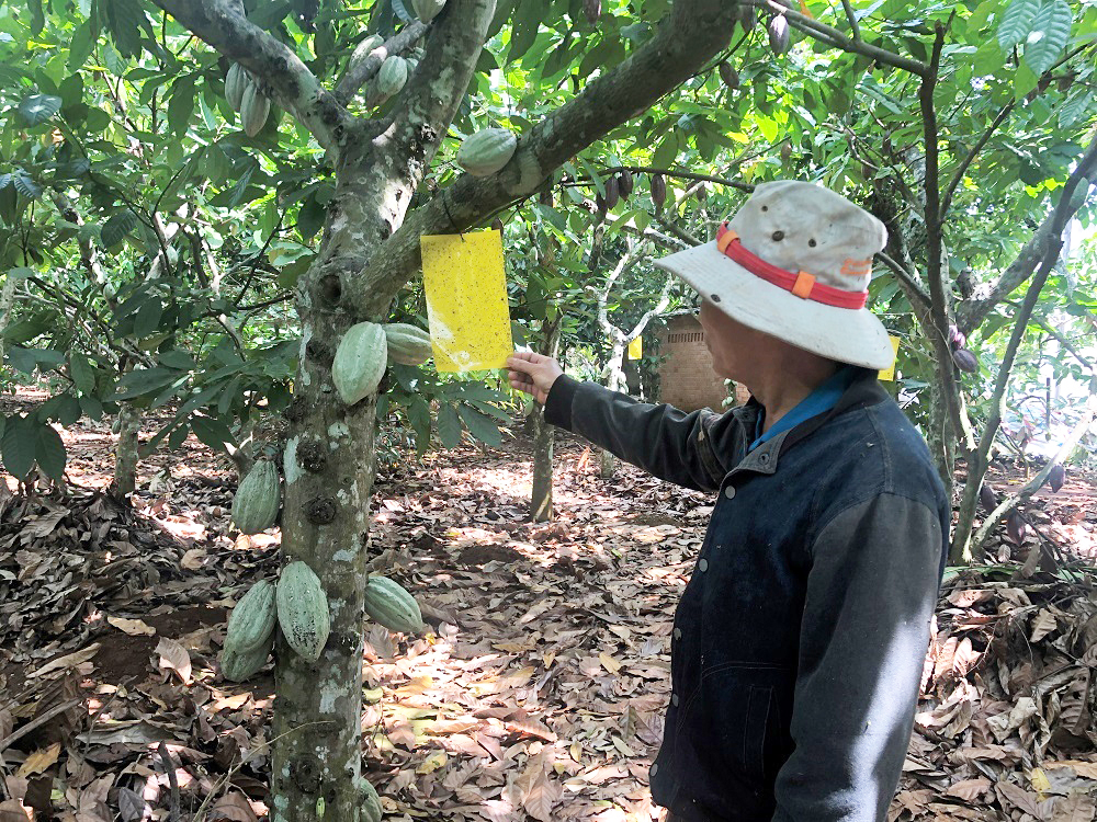 Cây ca cao đang hồi sinh trên vùng đất Châu Đức.  Trong ảnh: Vườn ca cao của gia đình ông Trương Ngọc Lân, ở ấp Liên Lộc, xã Xà Bang, huyện Châu Đức.