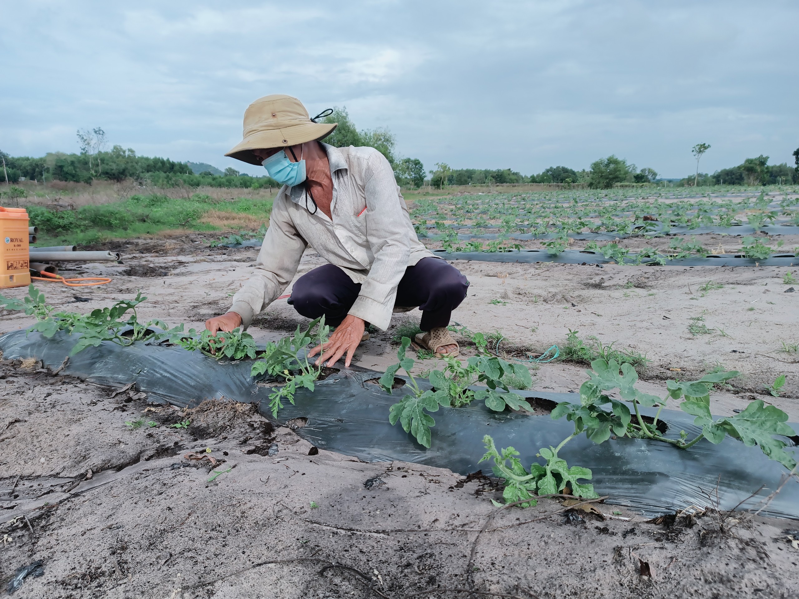 Năm nay, do lo sợ đầu ra gặp khó, gia đình ông Trần Văn Thuận, ấp Gò Cà, xã Phước Thuận, huyện Xuyên Mộc trồng chưa đến phân nửa diện tích dưa so với năm ngoái.