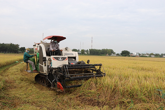 Nông dân xã An Nhứt thu hoạch lúa vụ Mùa 2021.
