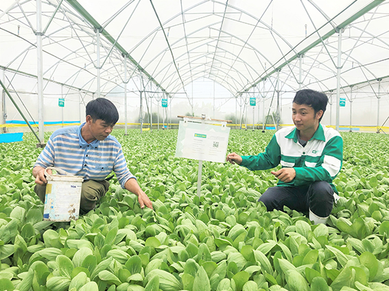 Sau 2 năm triển khai, Công ty TNHH MTV 4K Fram (4K Farm) đã liên kết bao tiêu sản phẩm cho 200 hộ dân trên toàn tỉnh.