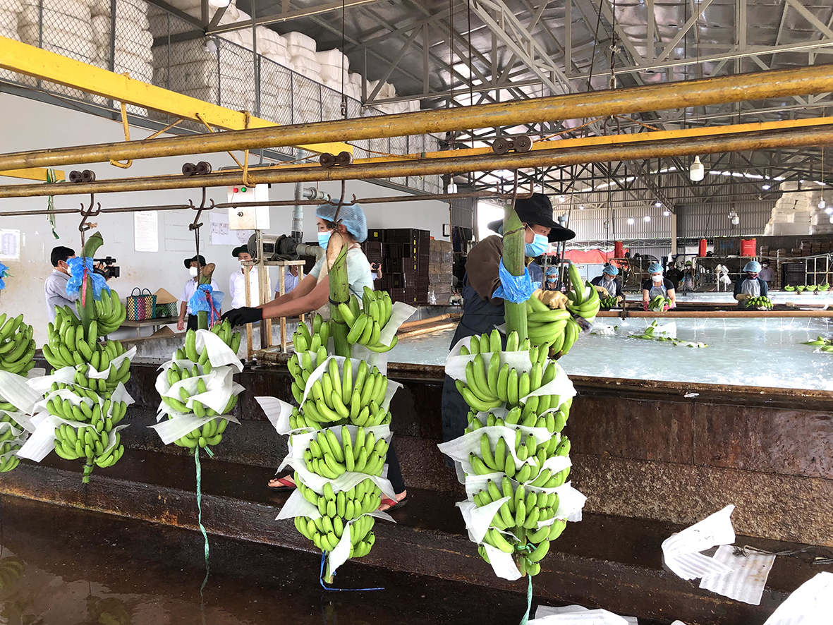 Trong năm 2021, mặc dù đối mặt với nhiều khó khăn do dịch COVID-19, ngành nông nghiệp vẫn tăng trưởng 4,49%. Trong ảnh; Sản xuất chuối tại xã Kim Long, huyện Châu Đức.